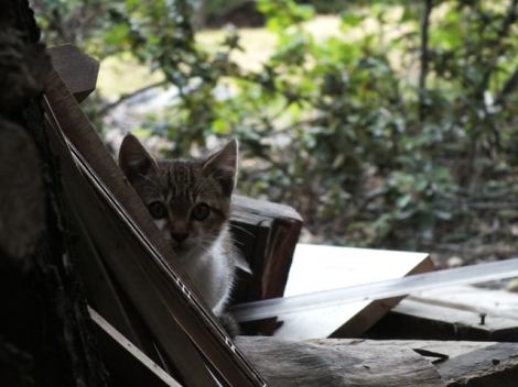 One of the Feral Kittens