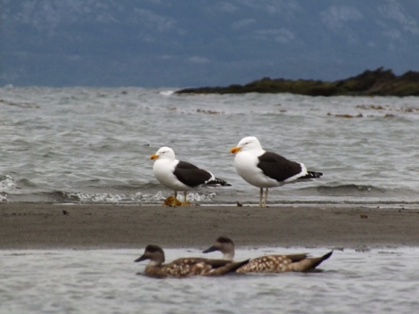 Kelp Gulls and Crested Ducks