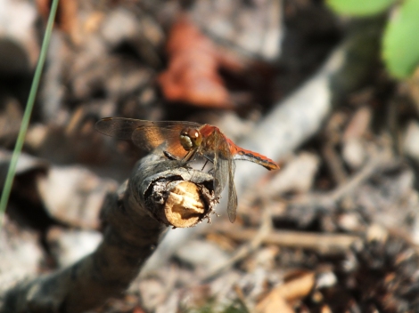 Our Starred Dragonfly of the Day: a young Cherry-faced Meadowhawk.