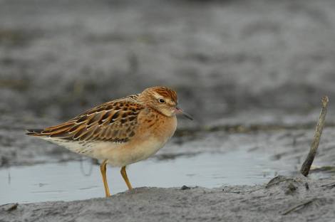 Sharp-tailed Sandpiper (The Bright One!). Photo By Cameron Eckert.